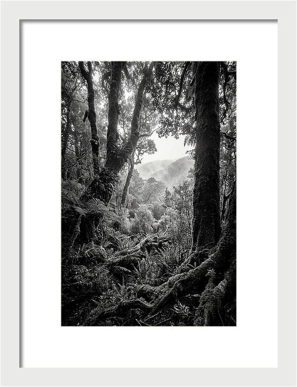 Bialowieza Forest Depths