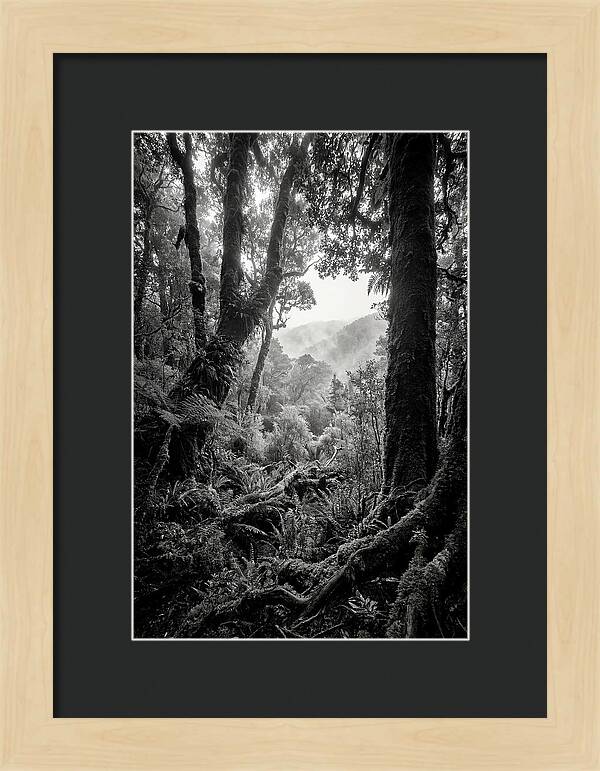 Bialowieza Forest Depths
