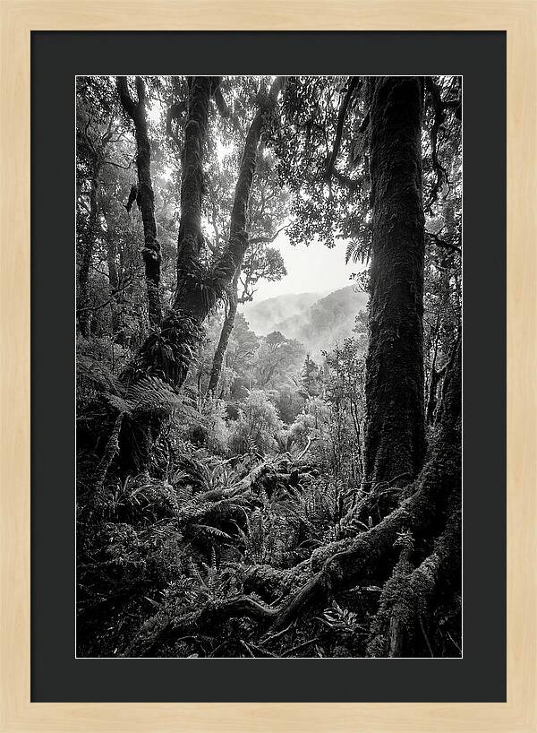 Bialowieza Forest Depths