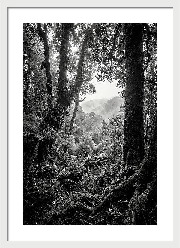Bialowieza Forest Depths