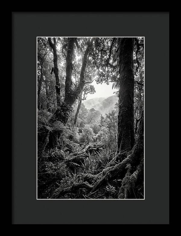 Bialowieza Forest Depths