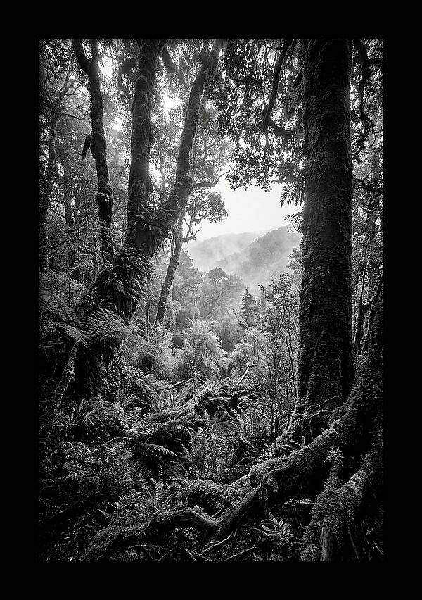 Bialowieza Forest Depths