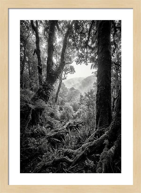 Bialowieza Forest Depths