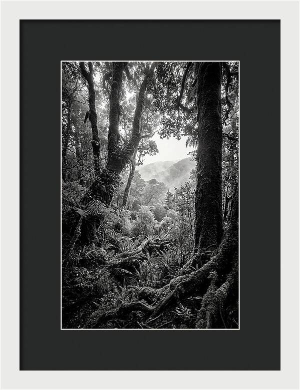 Bialowieza Forest Depths
