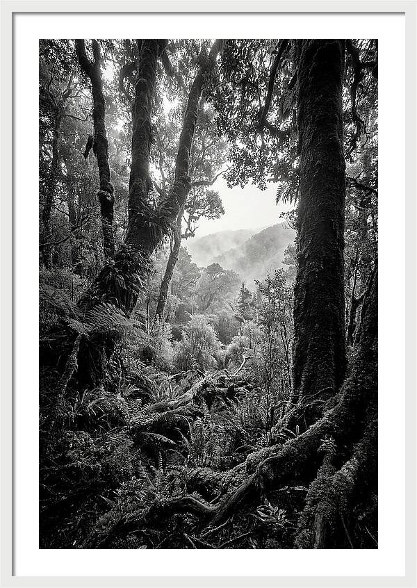 Bialowieza Forest Depths