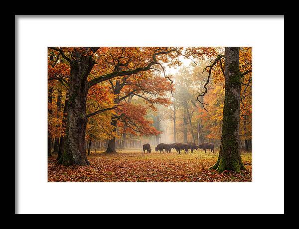 Bialowieza Forest In Autumn