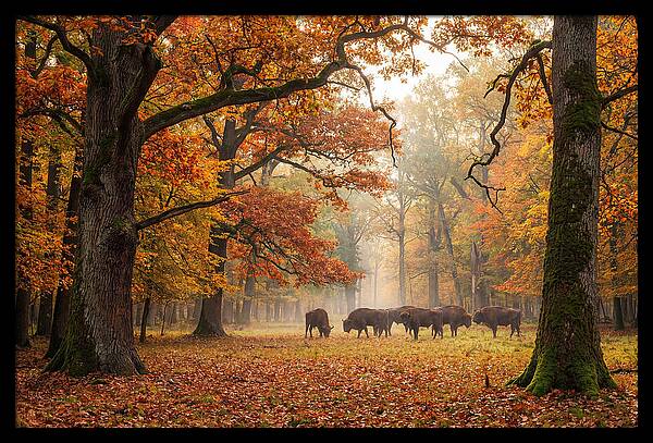 Bialowieza Forest In Autumn