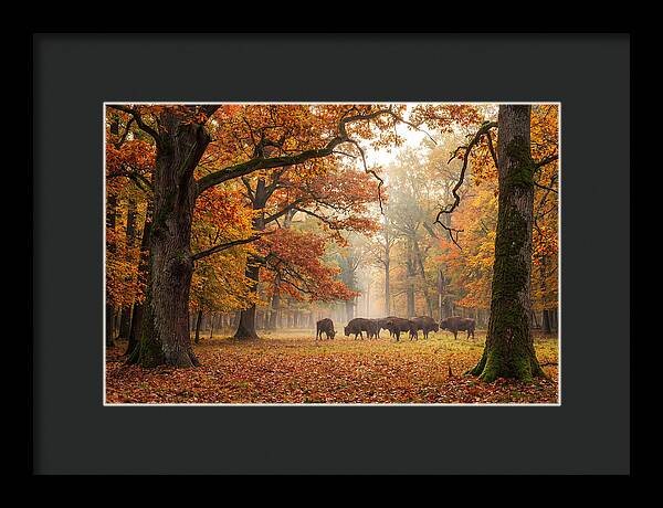 Bialowieza Forest In Autumn