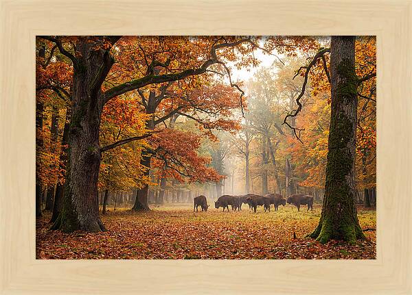 Bialowieza Forest In Autumn