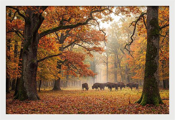 Bialowieza Forest In Autumn