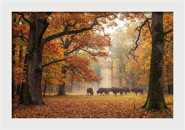 Bialowieza Forest In Autumn
