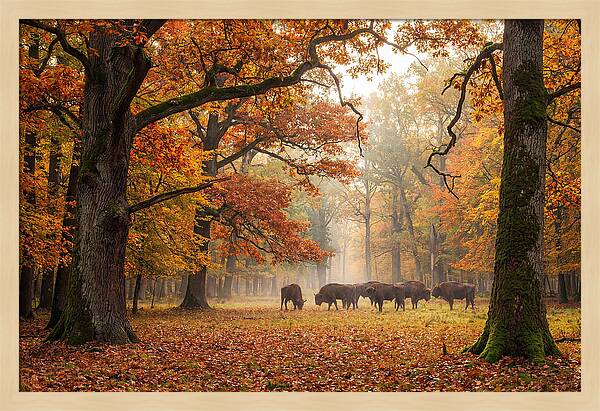 Bialowieza Forest In Autumn