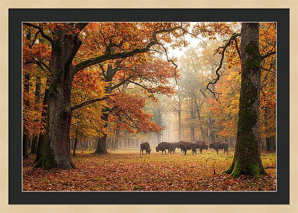 Bialowieza Forest In Autumn