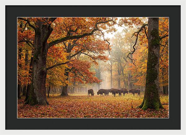 Bialowieza Forest In Autumn