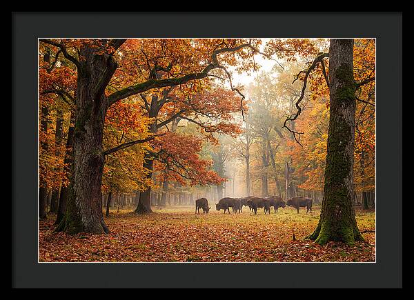 Bialowieza Forest In Autumn