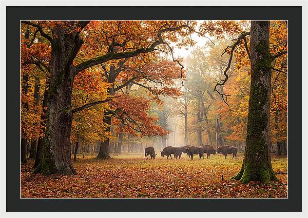 Bialowieza Forest In Autumn