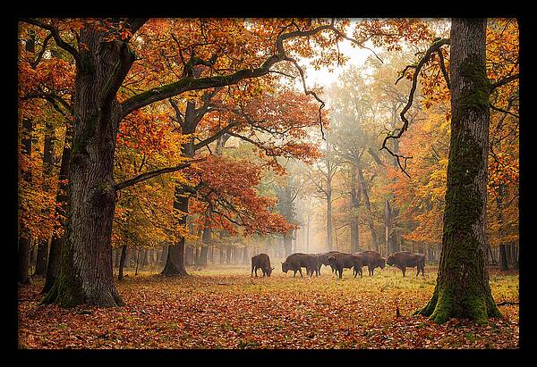Bialowieza Forest In Autumn