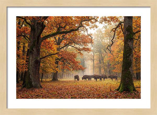Bialowieza Forest In Autumn