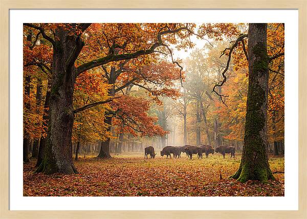 Bialowieza Forest In Autumn