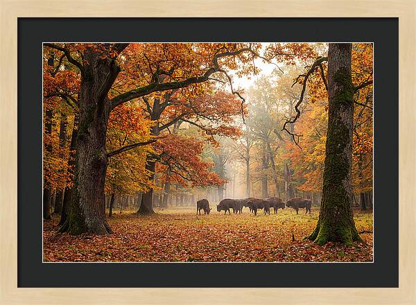 Bialowieza Forest In Autumn