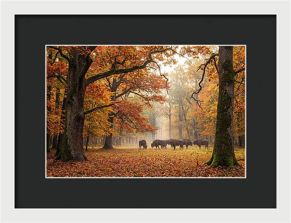 Bialowieza Forest In Autumn