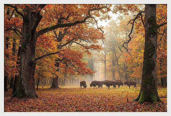 Bialowieza Forest In Autumn