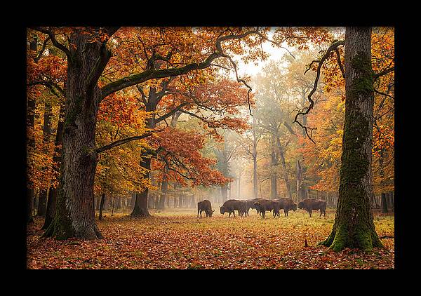 Bialowieza Forest In Autumn