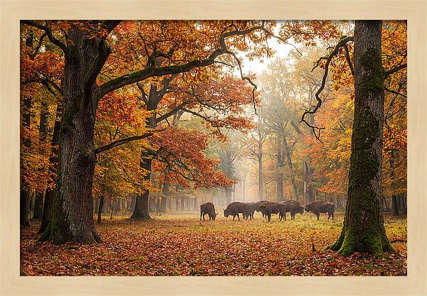 Bialowieza Forest In Autumn