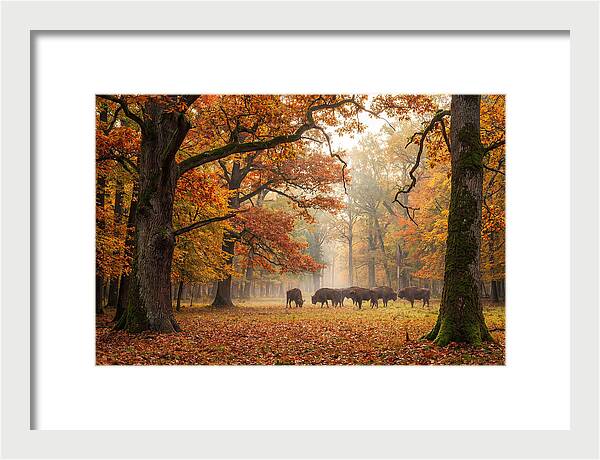 Bialowieza Forest In Autumn