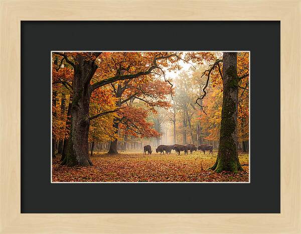 Bialowieza Forest In Autumn