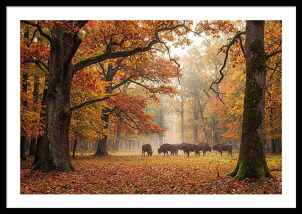 Bialowieza Forest In Autumn