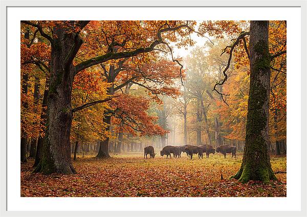 Bialowieza Forest In Autumn
