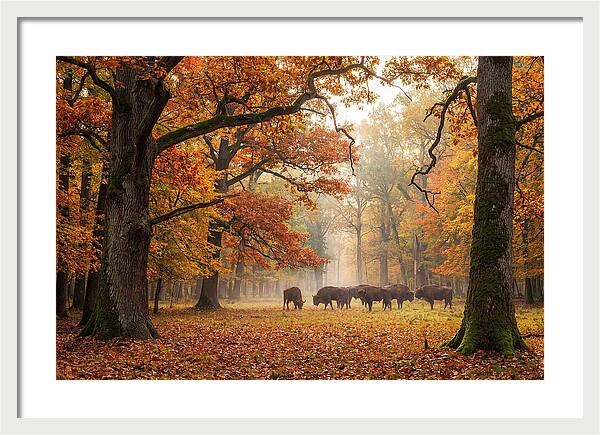Bialowieza Forest In Autumn