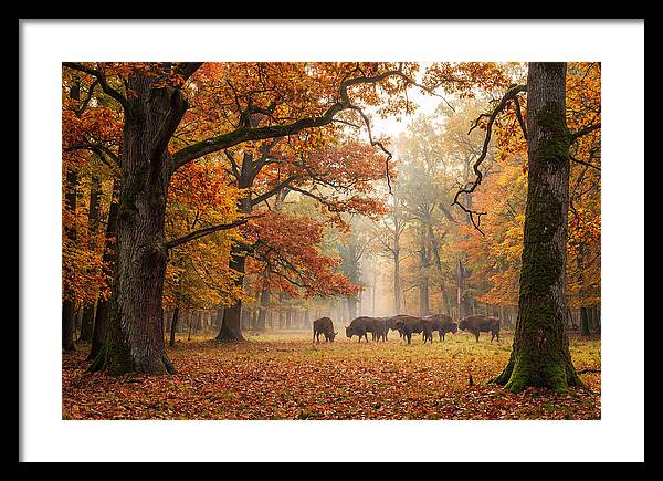 Bialowieza Forest In Autumn