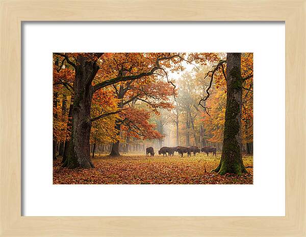 Bialowieza Forest In Autumn