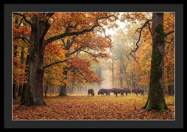 Bialowieza Forest In Autumn