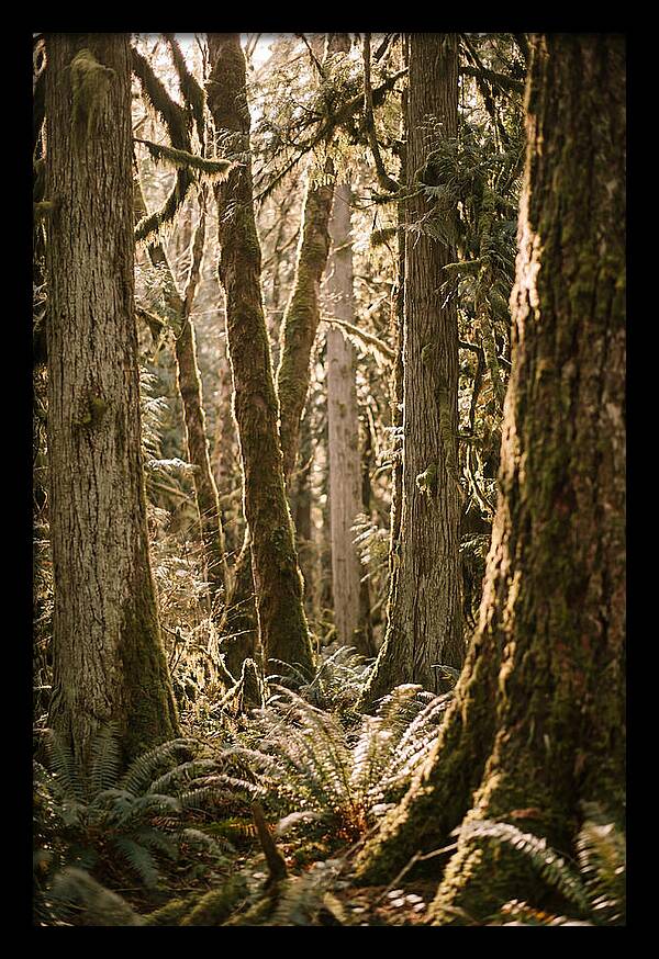 Bialowieza Forest Tranquility
