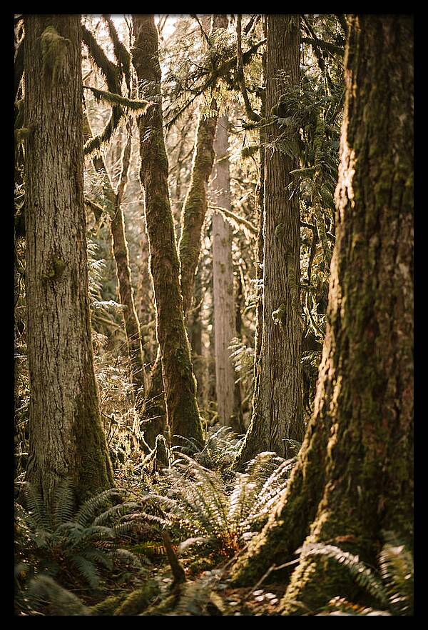 Bialowieza Forest Tranquility