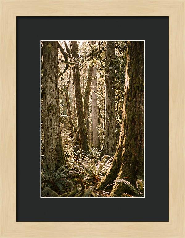 Bialowieza Forest Tranquility