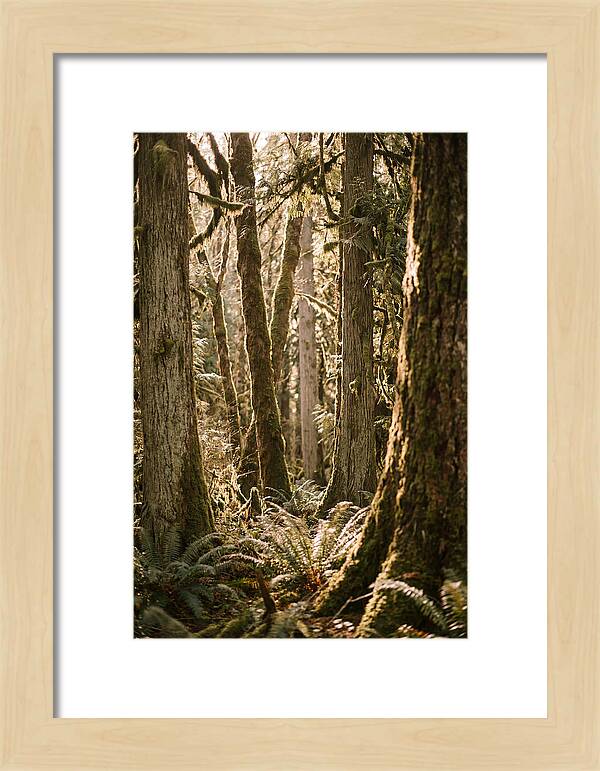 Bialowieza Forest Tranquility