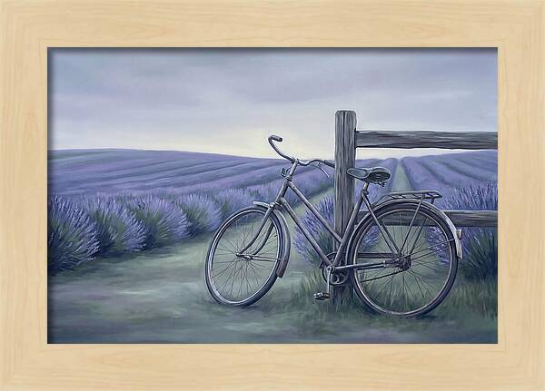 Bicycle Against Lavender Fields