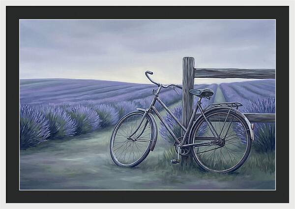 Bicycle Against Lavender Fields