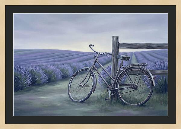 Bicycle Against Lavender Fields