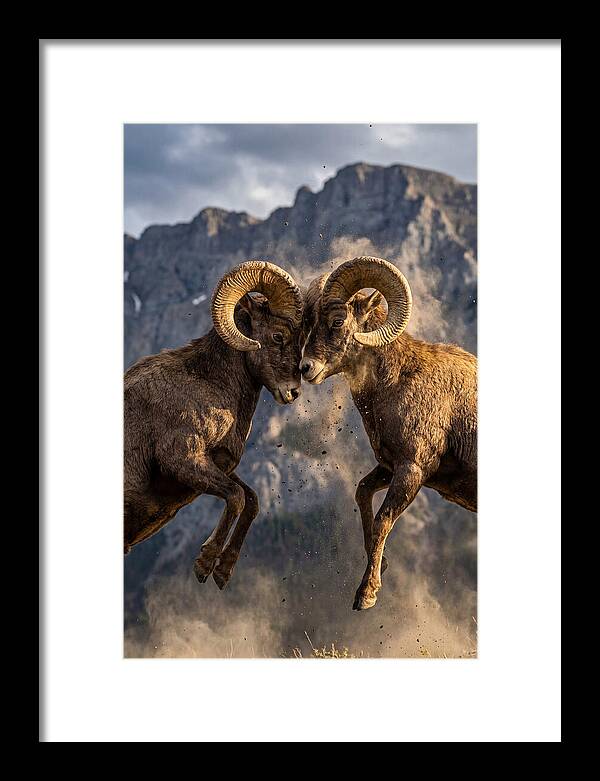 Bighorn Sheep Battling In Nature