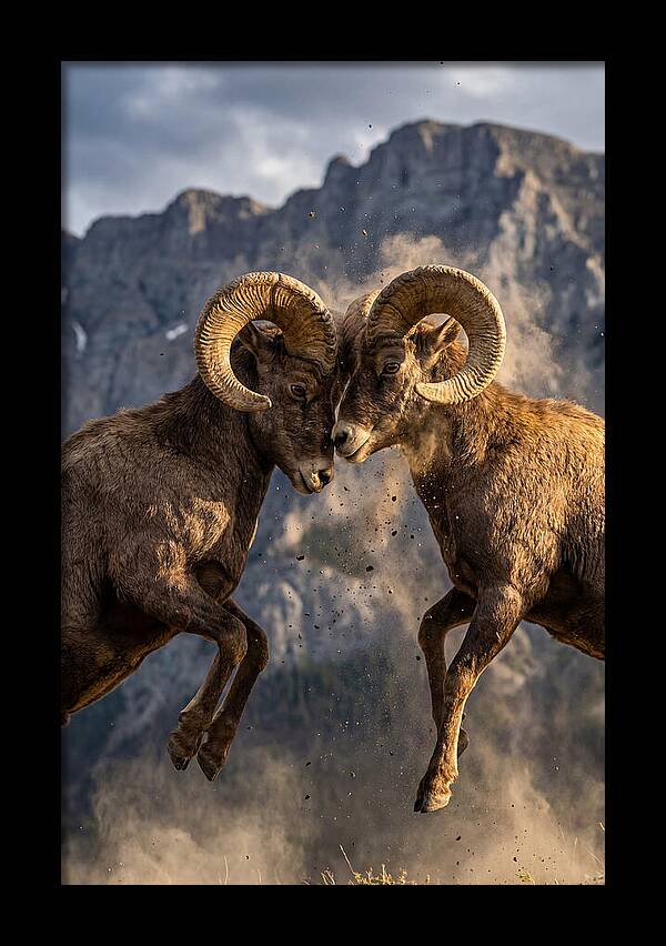 Bighorn Sheep Battling In Nature