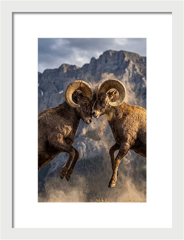 Bighorn Sheep Battling In Nature