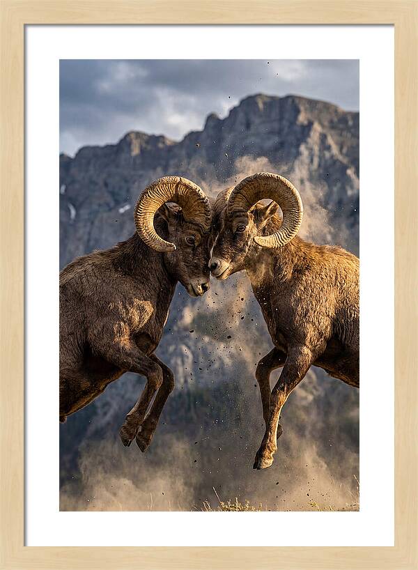 Bighorn Sheep Battling In Nature