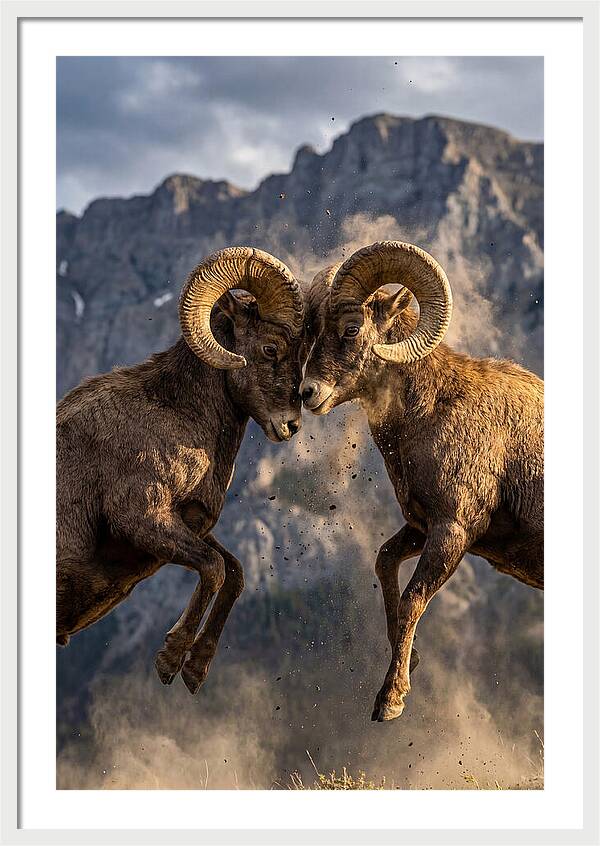 Bighorn Sheep Battling In Nature