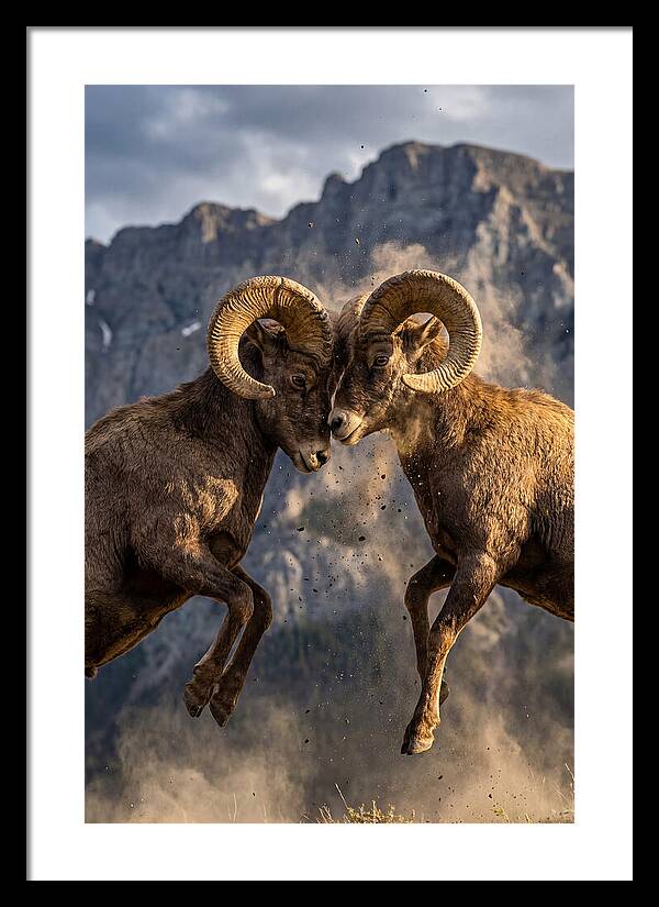 Bighorn Sheep Battling In Nature