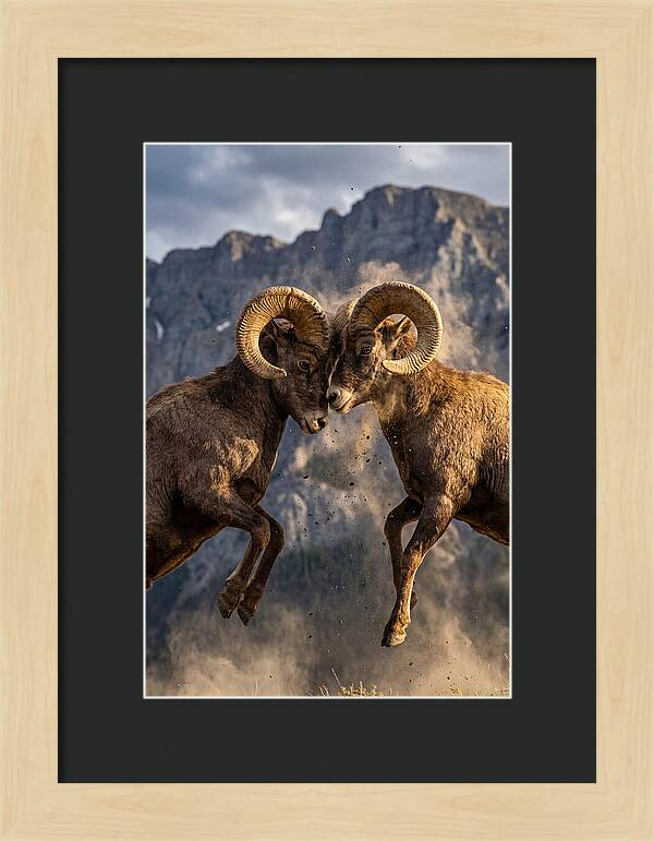 Bighorn Sheep Battling In Nature